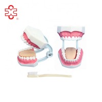 with tooth brush, human dental care medical models